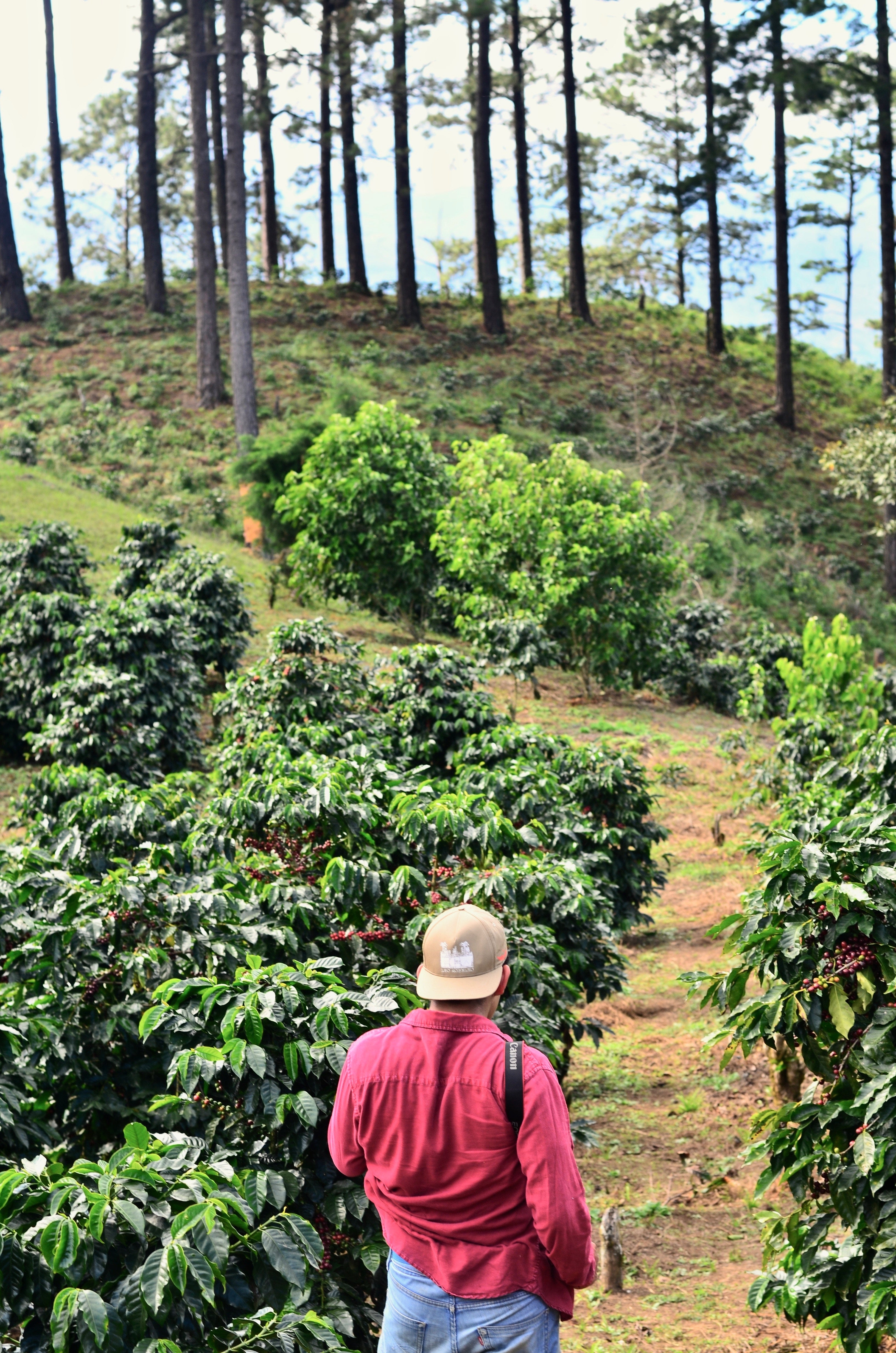 Blick auf einen Kaffeefarmer, der eine Kaffeepflanze auf einer Plantage inspiziert, umgeben von üppigen grünen Kaffeebüschen.