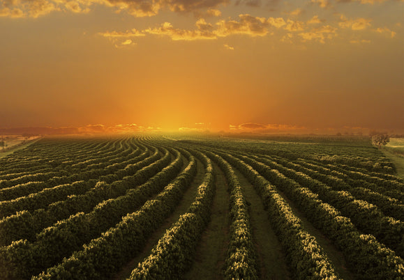 Die Geschichte von Arabica: Von Äthiopiens Hochland bis in die Tassen der Welt