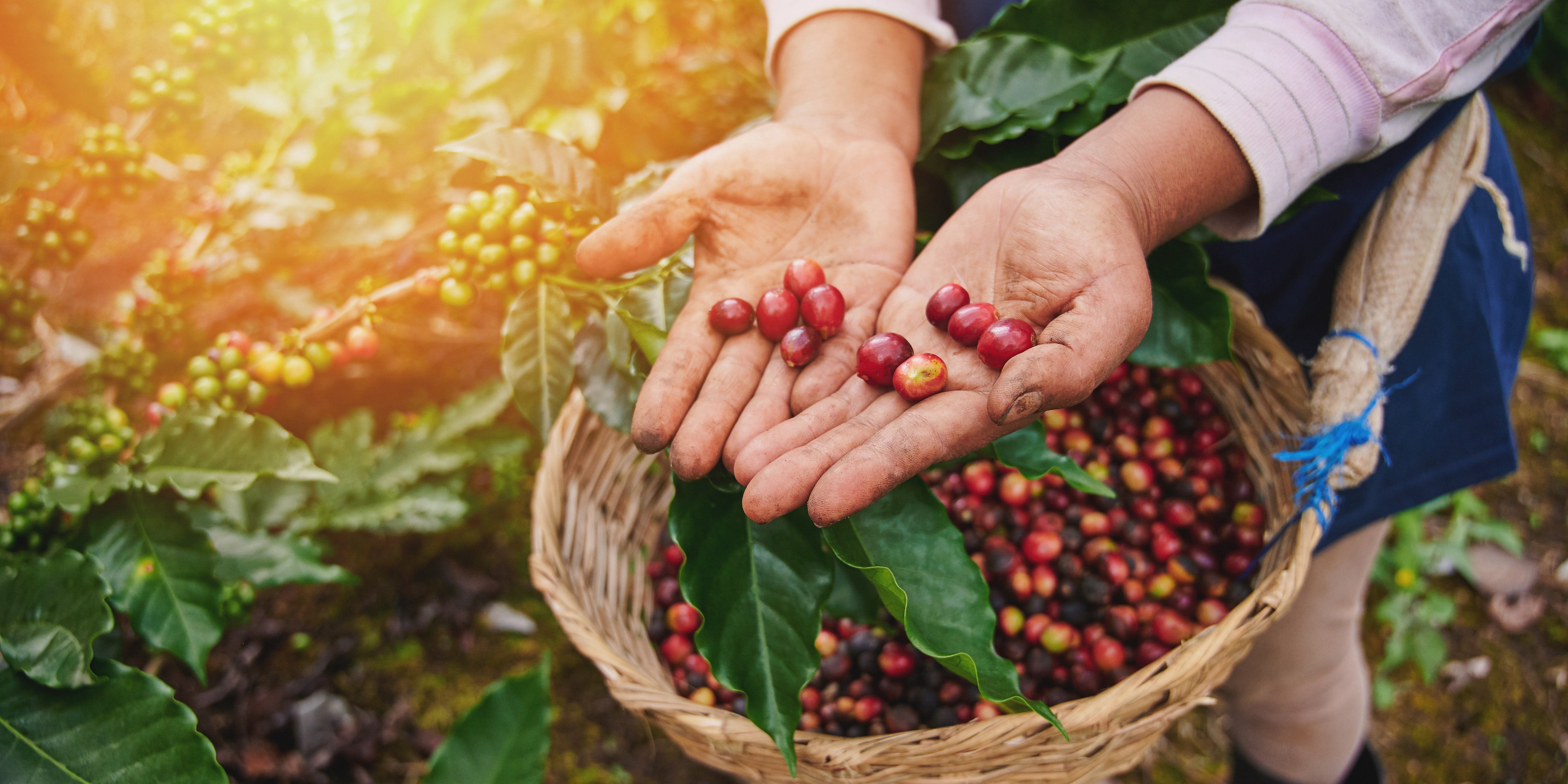 Nachhaltiger Anbau von Robusta: Umwelt und Qualität Hand in Hand