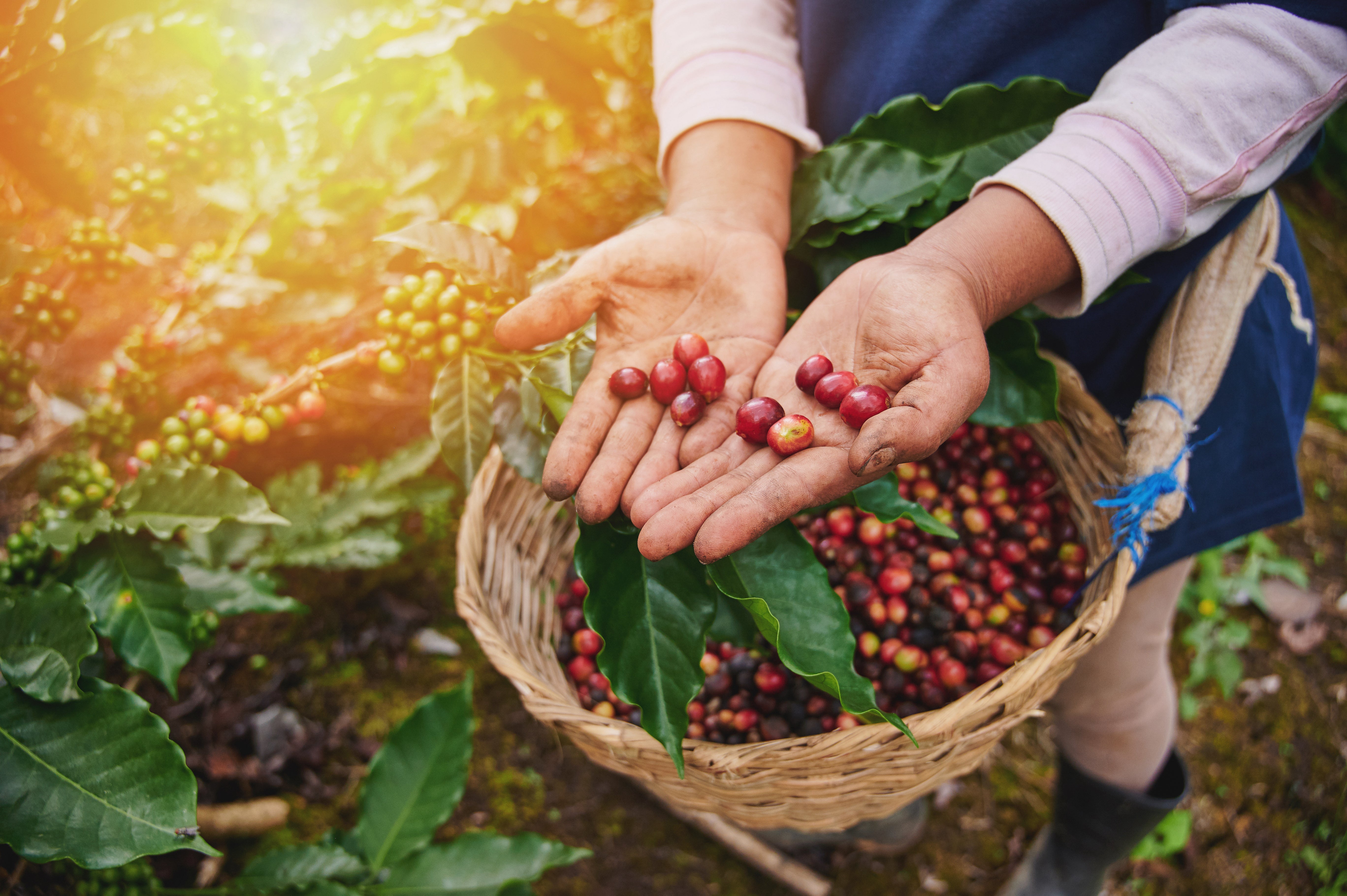 Nachhaltiger Anbau von Robusta: Umwelt und Qualität Hand in Hand