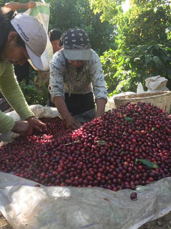 Die Herkunft von Robusta: Ein detaillierter Blick