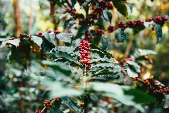 Arabica Kaffee: Der König der Kaffeebohnen